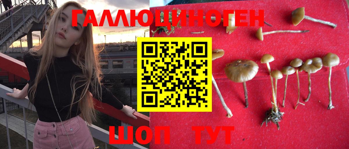 Галлюциногенные грибы Psilocybe Нерюнгри